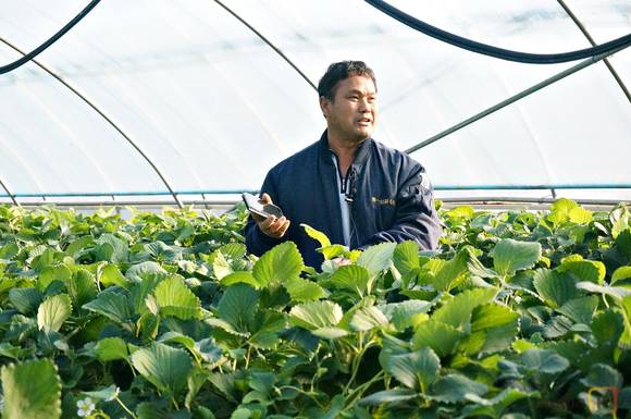 세종시 연동면에서 딸기 농사를 하고 있는 장걸순씨(54)가 스마트팜에 대해 설명하고 있는 모습 