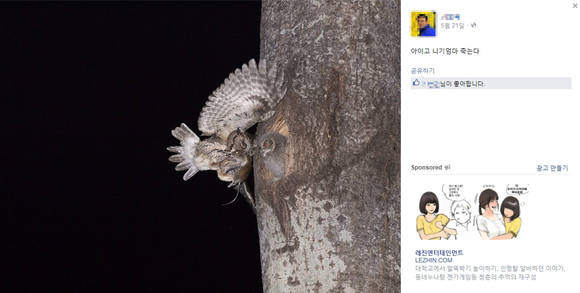 해당 사진사의 페이스북에 올라온 사진. 강한 플래시에 노출된 어미새가 둥지로 들어가지 못하고 나무에 부딪히며 떨어지는 모습을 적어놓았다.(사진=페이스북 화면 캡처) 