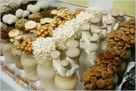 농촌진흥청이 민간 버섯 육종가 양성을 위한 버섯육종교실을 진행한다. /농촌진흥청 제공