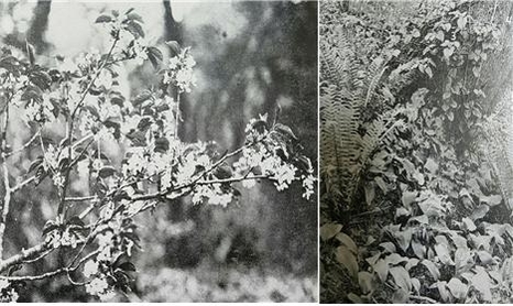 당시 조사단이 찍은 섬벚나무(좌)와 나리분지의 식생 사진(우, 아래쪽 넓은 잎 식물이 산마늘)