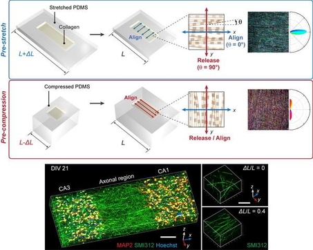 투명한 탄성 고분자인 PDMS 기판을 변형하고 복원되는 과정에서 콜라겐 섬유가 일정 방향으로 정렬되는 원리 개념도. / 한국과학기술연구원 제공