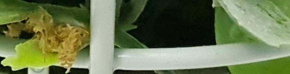 삼성전자 갤럭시노트8의 감도별 사진. 위에서부터 ISO 50/100/200/400/800 사진. / 차주경 기자