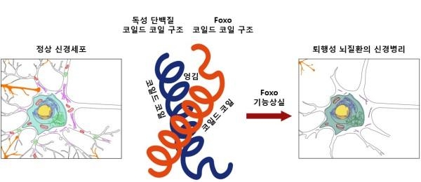독성단백질과 Foxo 단백질 코일드코일 구조의 엉김현상 발생 모식도. / 대구경북과학기술원 제공