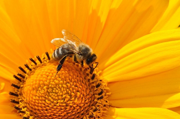 꿀벌이 꽃에 붙어있는 모습. / 픽사베이