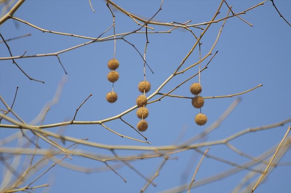 홍릉수목원 길가의 양버즘나무에도 이 정도 열매는 달린다