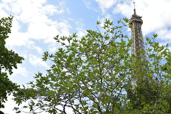 파리 시내 공원에서 본 ‘버즘나무 Digitata’ 품종