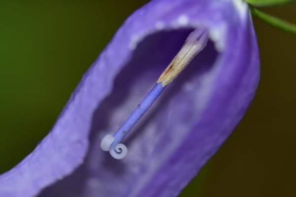 금강초롱꽃의 자예화 시기로, 꽃가루가 거의 보이지 않고 암술머리는 3갈래로 갈라져 있다