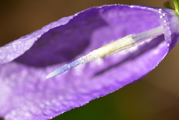 금강초롱꽃의 웅예화 시기로, 암술대가 길게 자라나고 있고 아직 꽃가루가 보인다