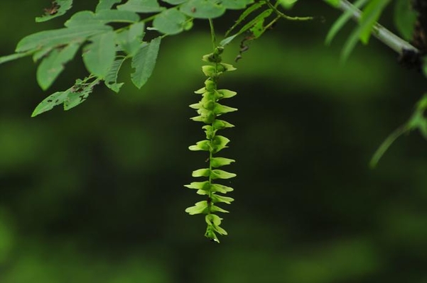 중국굴피나무의 날개 달린 열매