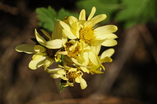 두상꽃차례의 지름이 작으면서 노란색인 구절초 종류