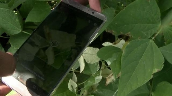 거그리프리딕트 AI로 잎사귀 질병 유무를 확인하고 있다. / BBC 갈무리