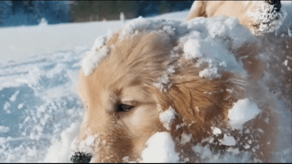 오픈AI의 영상 생성 AI '소라'로 만든 영상 / 오픈AI