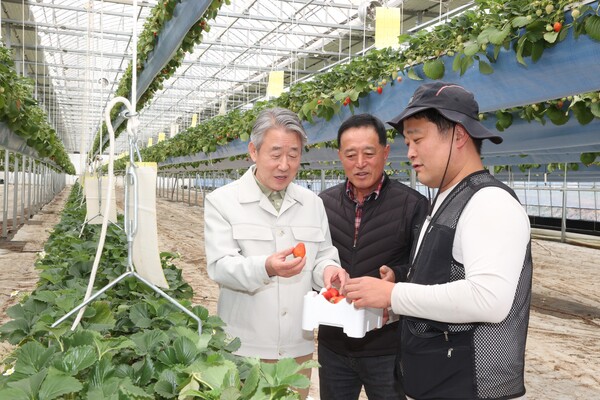 강호동 농협중앙회장(왼쪽)이 한 딸기 스마트팜을 방문 농업인과 대화를 나누고 있다. / 농협중앙회