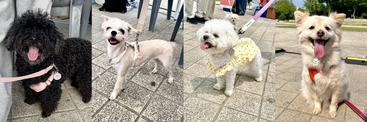 외장형 동물등록 인식표를 착용한 안양시 강아지들 / 펫나우