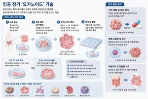 대웅도 뛰어든 ‘미니 장기’… K-오가노이드 경쟁 본격화
